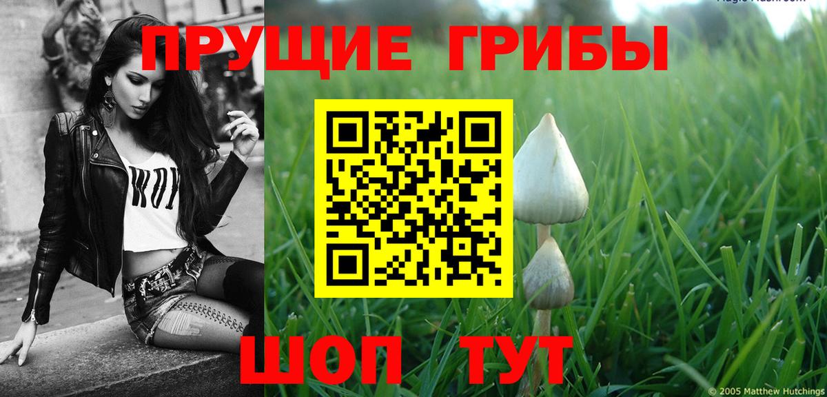 Псилоцибиновые грибы Psilocybe  Вход с VPN  как найти   Кандалакша  Псилоцибиновые грибы Psilocybine cubensis 