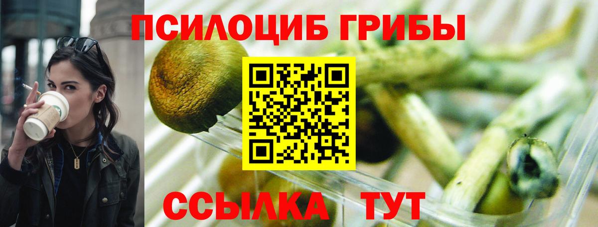 Псилоцибиновые грибы Psilocybe Кандалакша